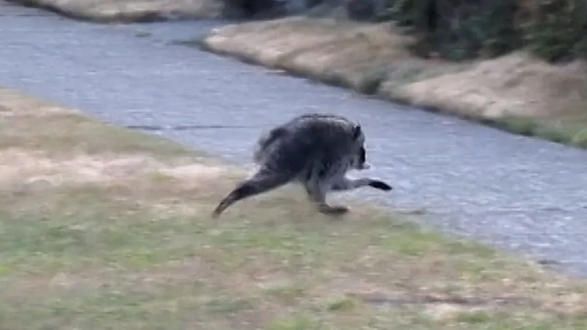 Seattle Mariners to celebrate viral raccoon Jimothy at upcoming game