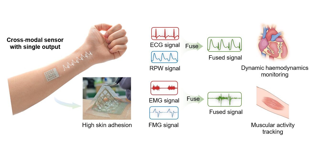 Single patch merges multiple physiological signals for simpler health monitoring