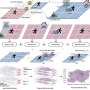 Smarter flood planning could protect millions as cities face rising climate risk