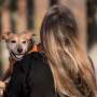Support from animals may feel stronger for women and those spending more time with them