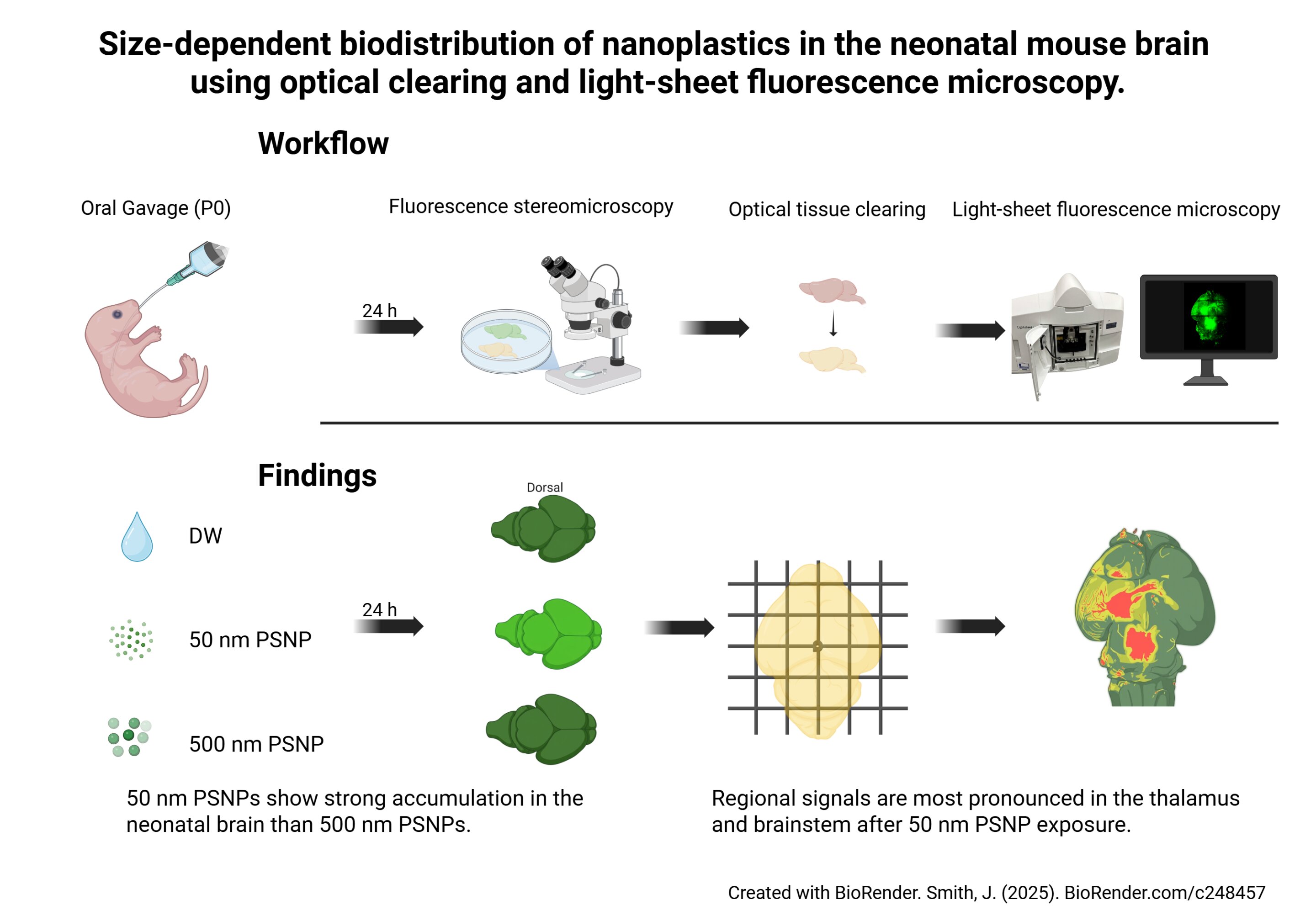 Three-dimensional visualization of nanoplastic distribution in the neonatal mouse brain
