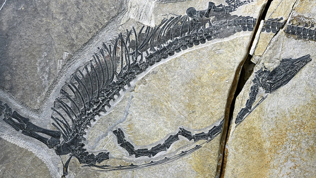 Triassic fish for lunch? Chinese fossil reveals oldest preserved reptile stomach