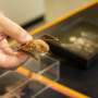 Two antibody gene systems may help explain vesper bats' unusual viral tolerance