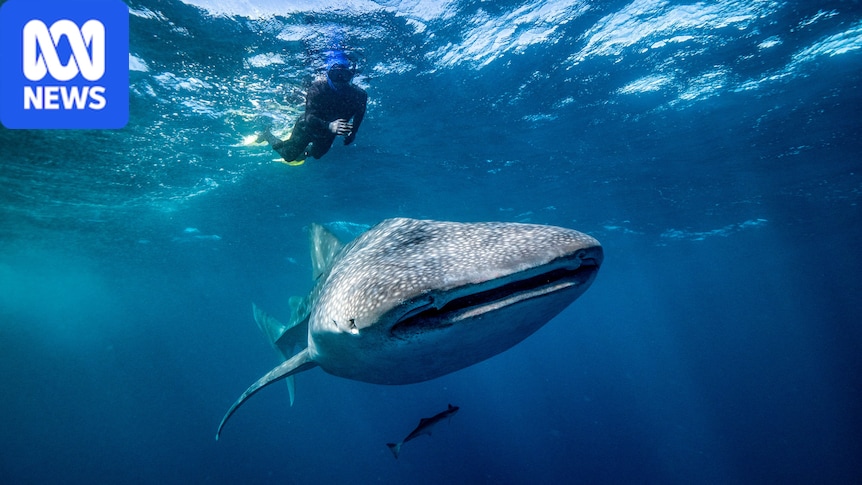 Whale sharks are serial snackers, dorsal fin cameras reveal