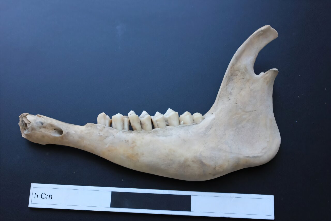 What sheep's teeth can tell us about life in a medieval Kazakhstan town
