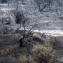 Wildfires are more extreme in Europe and North America, but global burning is oddly decreasing