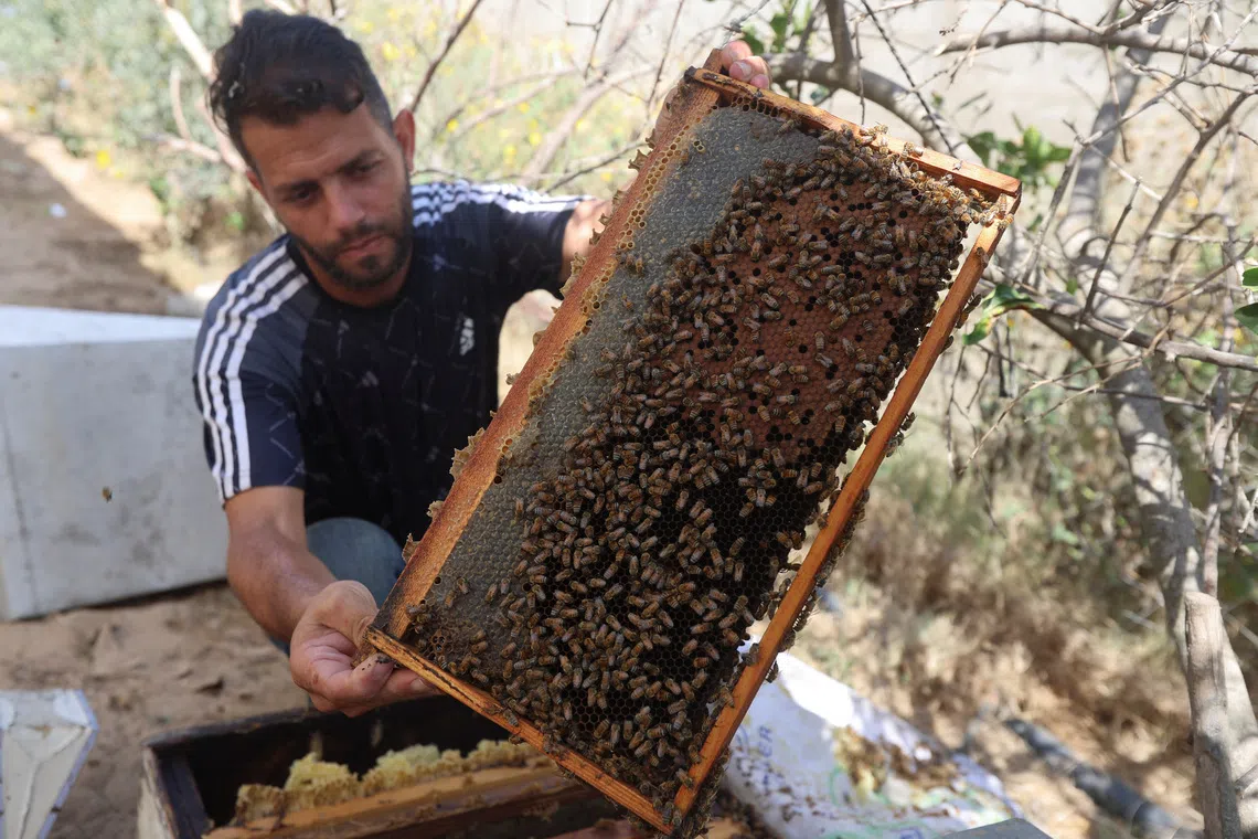 With fields destroyed and hives lost, Gaza's beekeepers struggle to start over