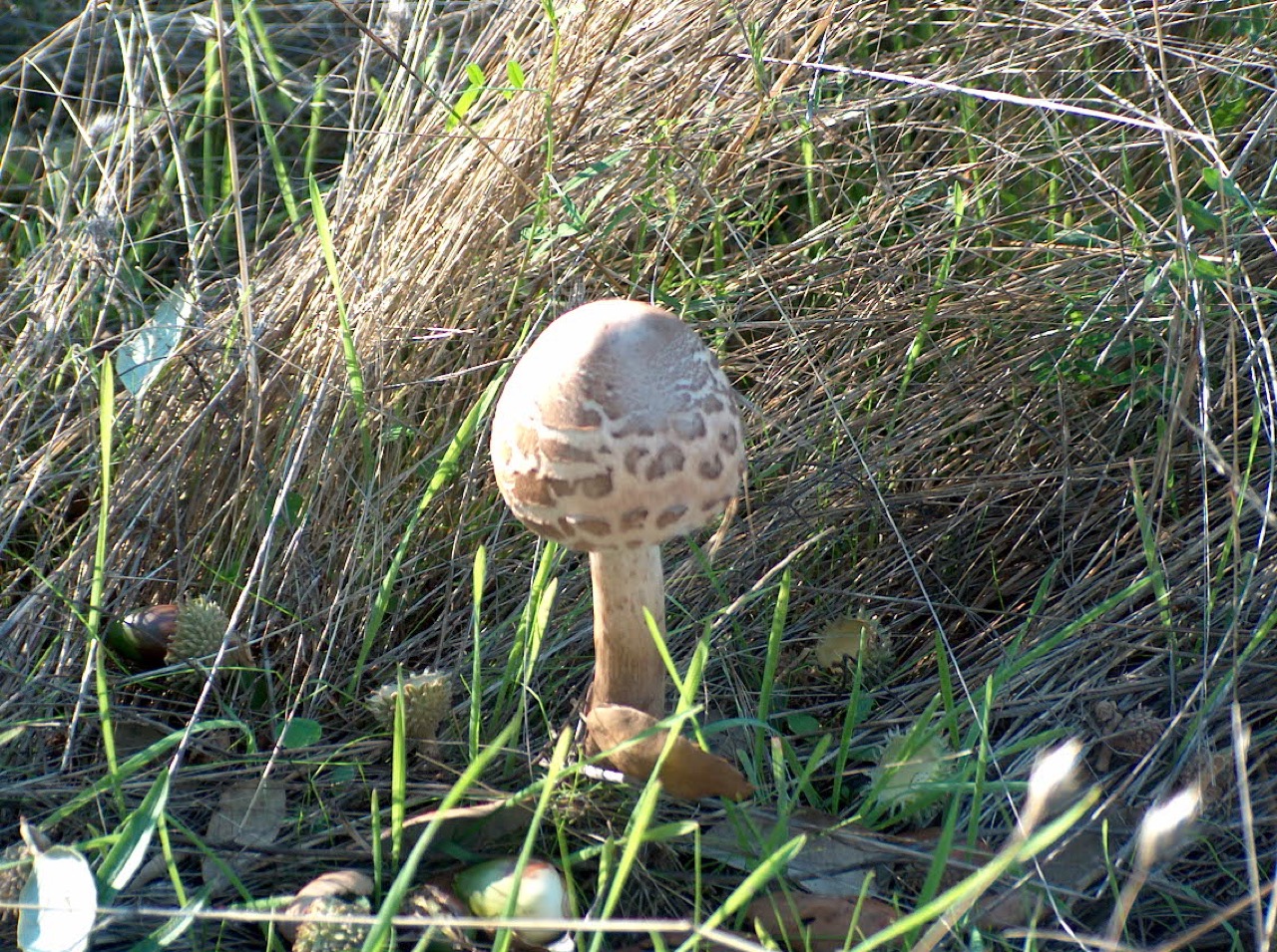 image slot