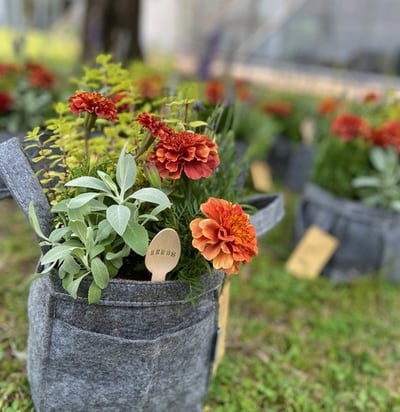 花とみどりの寄せ植え教室2026「ポタジェコンテナ（ハーブの寄せ植え）」