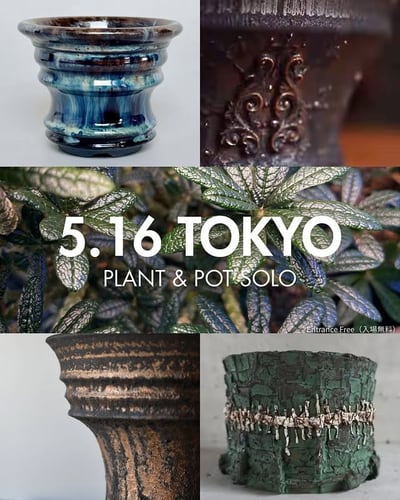 PLANT & POT SOLO