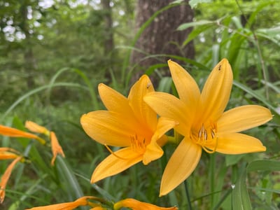 みちのくPARKプチボラ体験「きつねに化かされる花野づくり～ニッコウキスゲを殖やそう～」 イメージ画像1