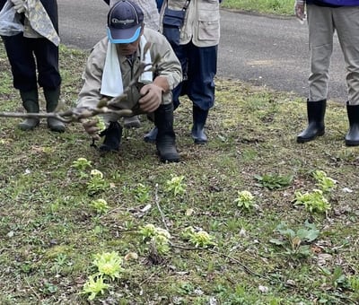 ふるさとの山菜を食べよう ～保存の知恵と調理の工夫～フキノトウの薹（トウ）を食べよう【※定員に達しました】 イメージ画像1