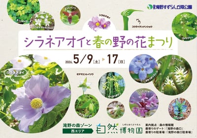 シラネアオイと春の野の花まつり