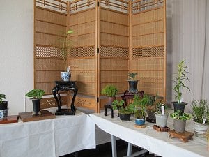 野生ラン展