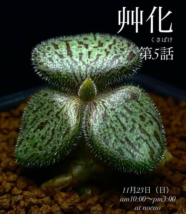艸化第5話
