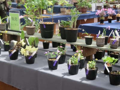斑入り植物とセッコク展