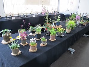 紀伊緑花らん草会・春の展示会