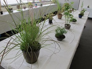 秋の山草展