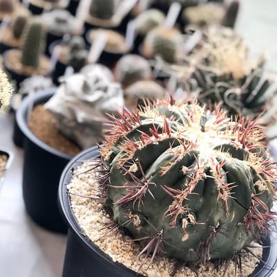 サボテン・多肉植物展 春