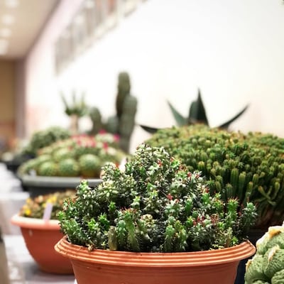 第50回 サボテン展~ユーフォルビア属~