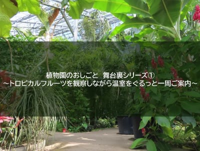植物園のおしごと 舞台裏シリーズ① ～トロピカルフルーツを観察しながら温室をぐるっと一周ご案内～