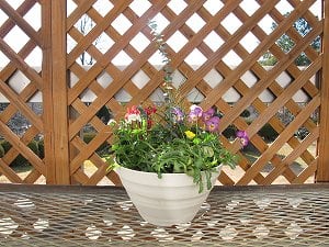１月の寄せ植え教室