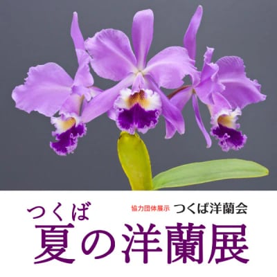 つくば夏の洋蘭展
