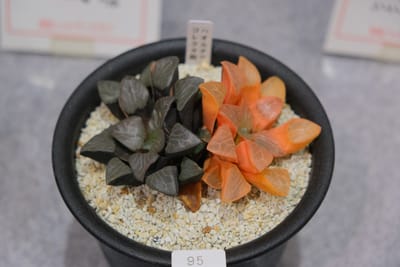 行ってきましたレポの写真 4