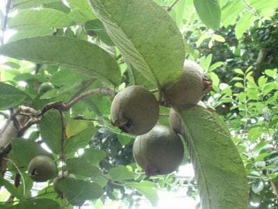 熱帯植物観察会と熱帯果実抽選会