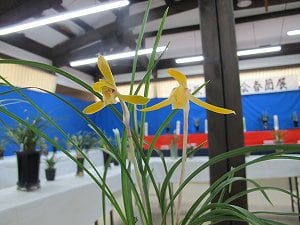 春らん遅咲き展