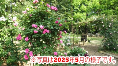 栽培講座「植物園の冬のバラ管理」