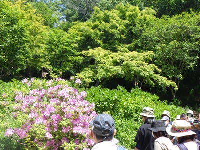 身近な薬草観察会 森の薬箱～初夏編～
