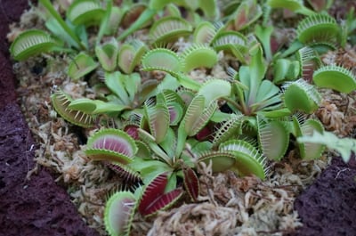 花と緑の教室「【おやこ講座】食虫植物ラボ～虫をつかまえるしくみを調べる～」