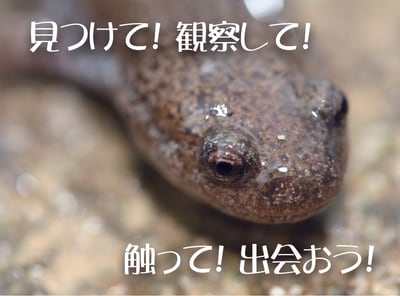 カエルの学校「池の中で、春を待つ生き物をさがそう！！」