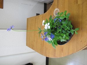 ６月の寄せ植え教室