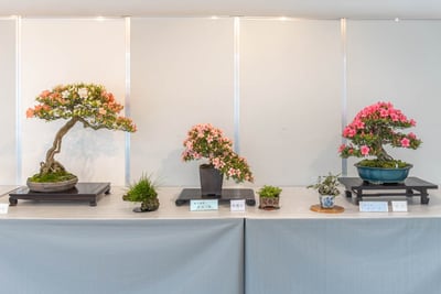 第46回さつき花季展示会