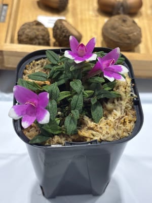 行ってきましたレポの写真 4