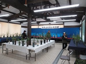 寒らん早咲き展