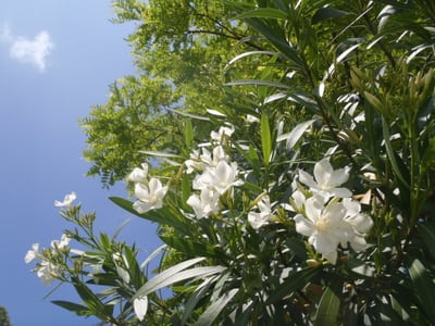 花と緑の教室「【おやこ講座】植物園クエスト～夏に咲く花はどのくらいあるの！？～」