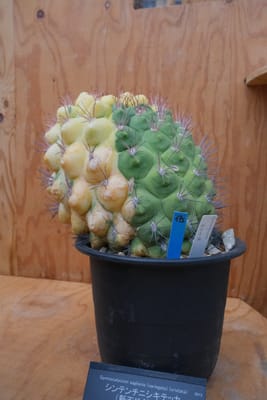行ってきましたレポの写真 4