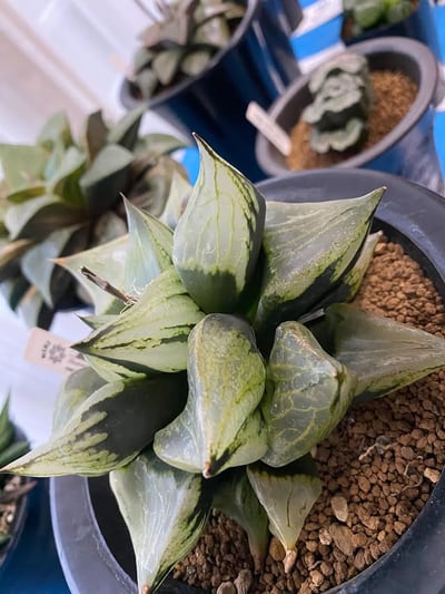 4月例会 / サボテン・多肉植物展 春(4月3日開催)