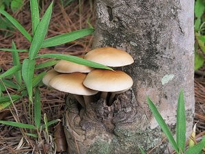 キノコ観察会