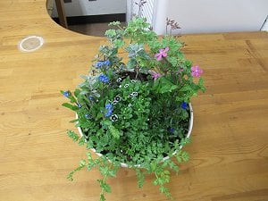 ３月の寄せ植え教室