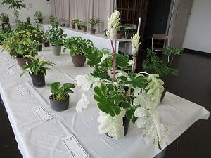 初夏の山草展