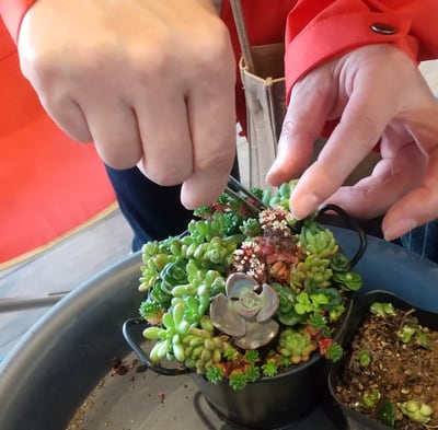 花と緑の教室「多肉植物入門～育て方・楽しみ方と寄せ植え～」