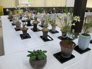 古典植物と山野草展