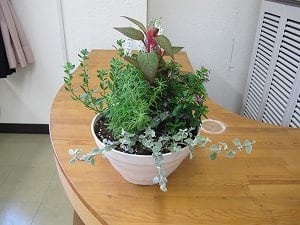 ７月の寄せ植え教室