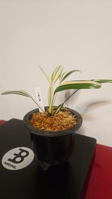 行ってきましたレポの写真 1