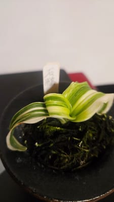 行ってきましたレポの写真 3