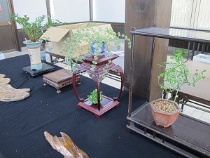 黒潮愛蘭会・秋の展示会